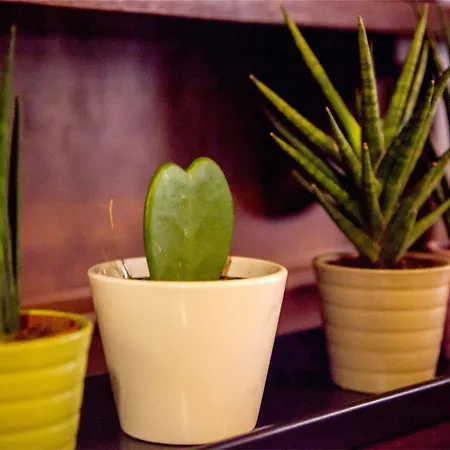 Maison La Nunziatina 3* Pisa